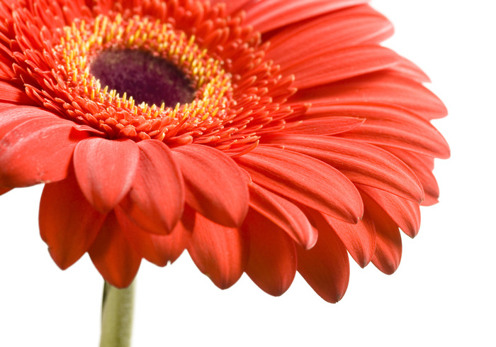 Gerbera